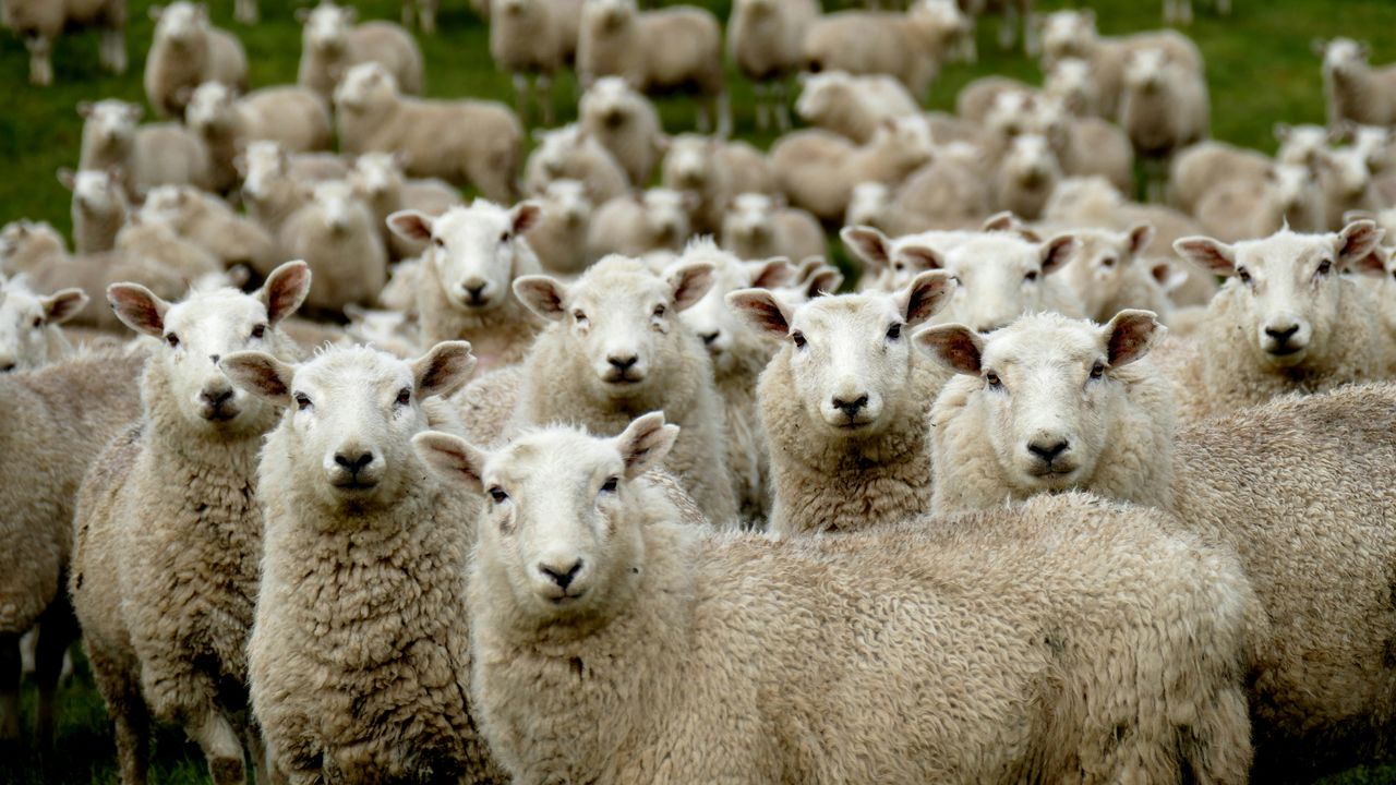 Followers by Nature?