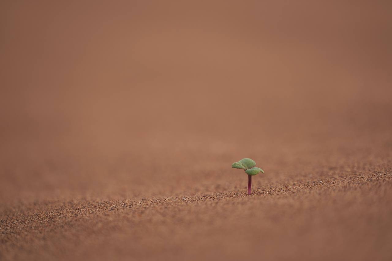 A small green seedling sprouting from bare sand
