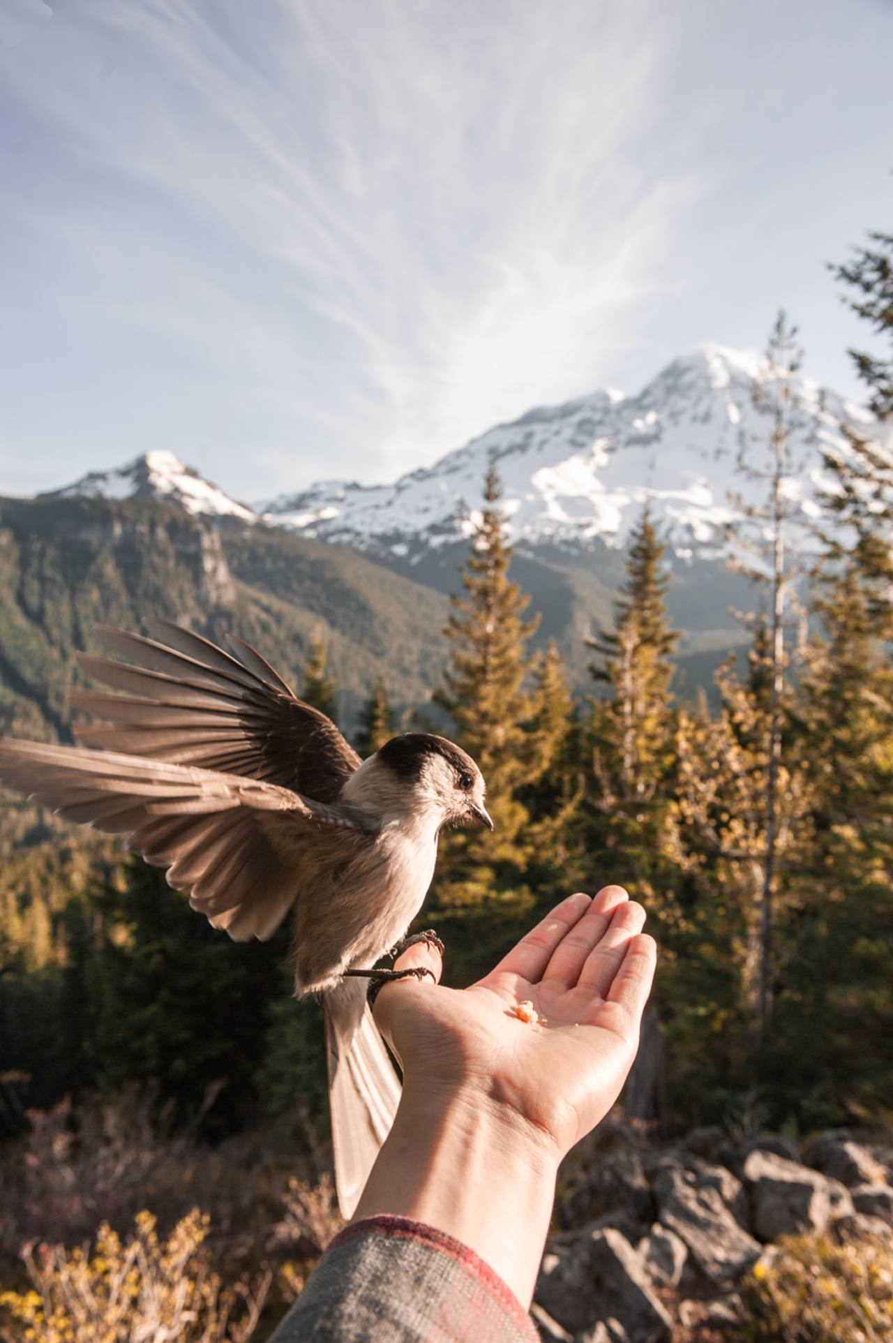A small bird landing on an open palm with a snowy mountain in the distance